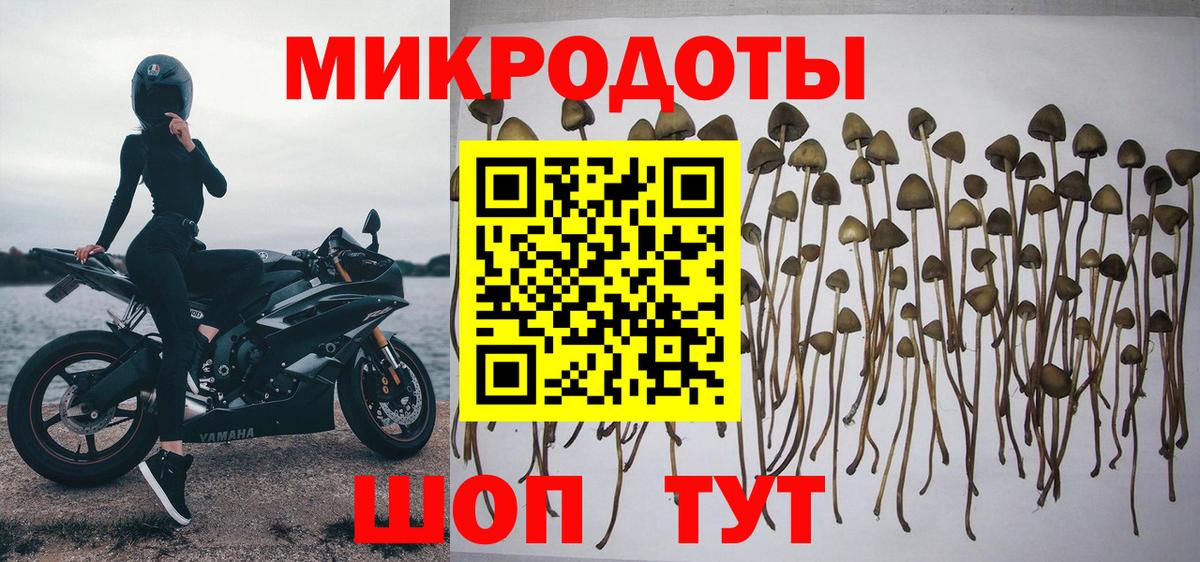 Великий Новгород  Галлюциногенные грибы Cubensis  Вход с VPN 
